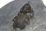 Pelagic Trilobite (Cyclopyge) Fossil - Exceptional Specimen #311825-6